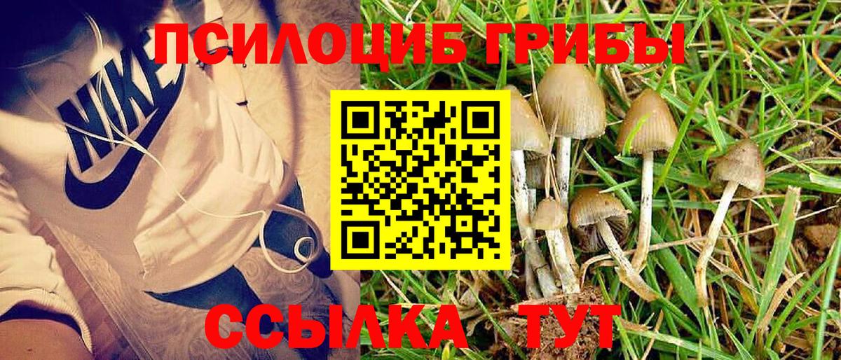 Псилоцибиновые грибы Psilocybe Светлоград